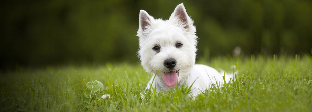 Pet Moving Services by Trans Home Packers