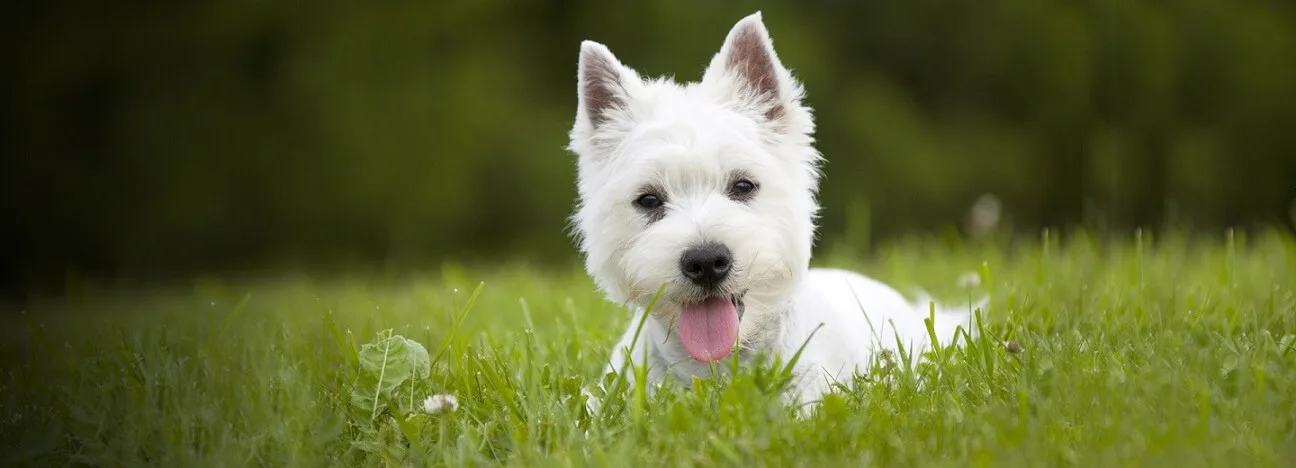 Safe pet moving services for dogs, cats, and birds across India